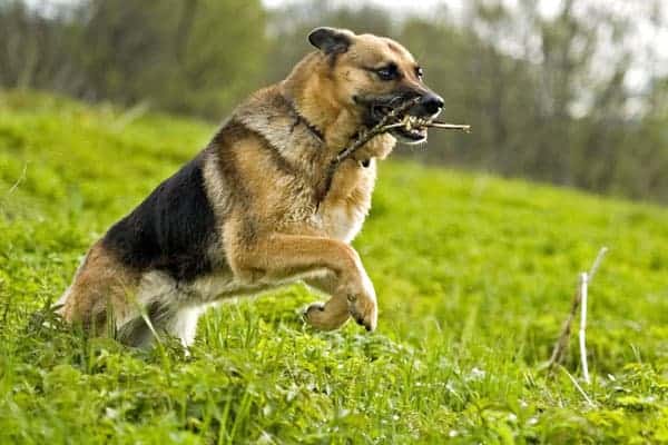 german-shepherd-hip-dysplasia-prevention