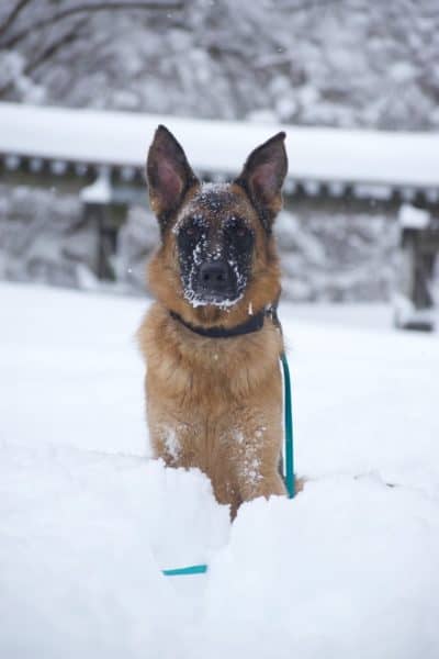 german-shepherd-sitting-in-the-snow