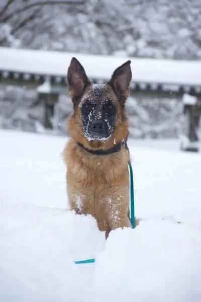 german-shepherd-sitting-in-the-snow