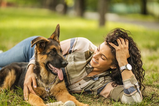 german-shepherd-playtime