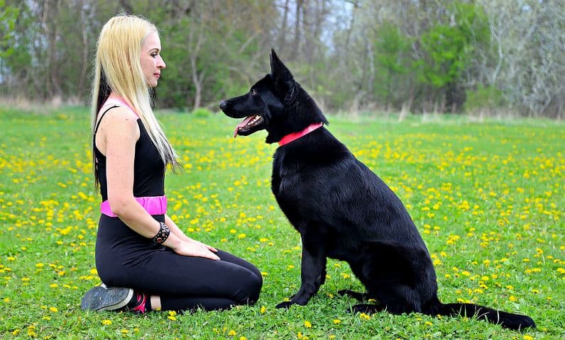 german-shepherd-sitting-with-owner