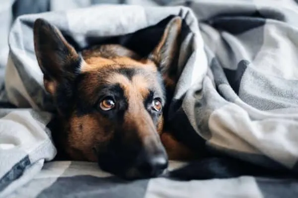 german-shepherd-blanket