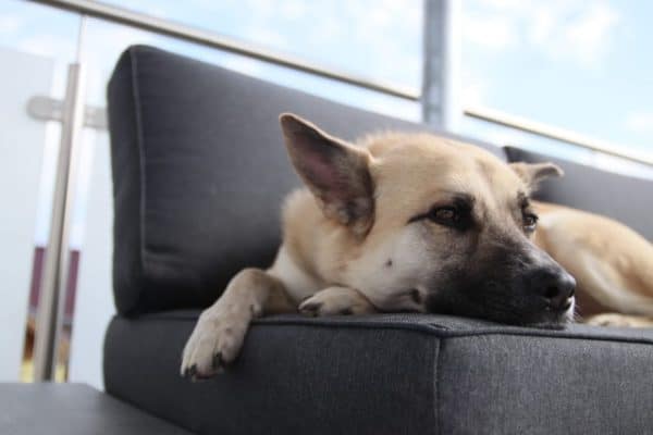 german-shepherd-couch