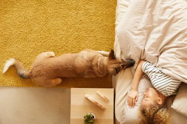 german-shepherd-sleeping-with-owner