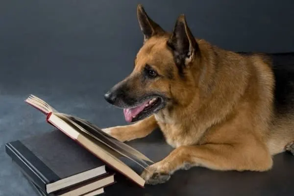 german-shepherd-reading