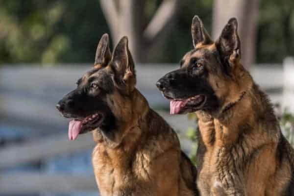 two-attentive-german-shepherds