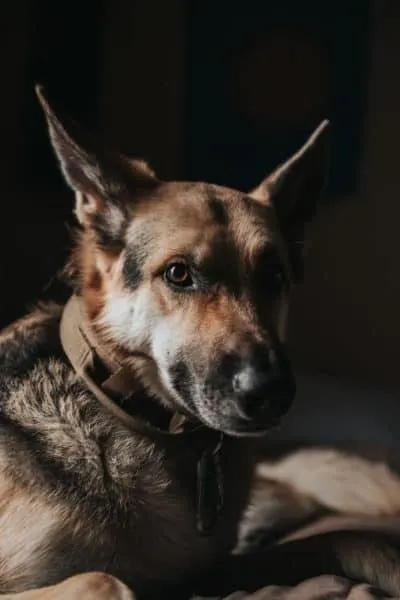 german-shepherd-vs-akita