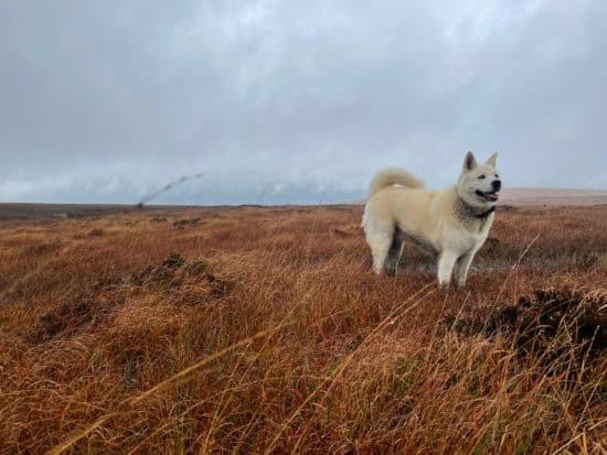 german-shepherd-vs-akita