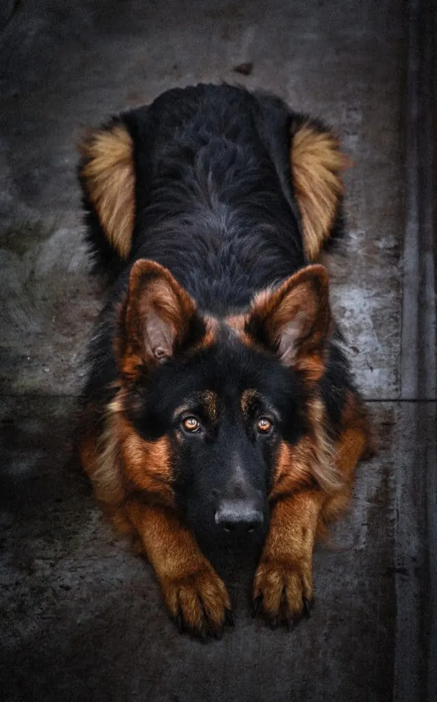 german-shepherd-look-up