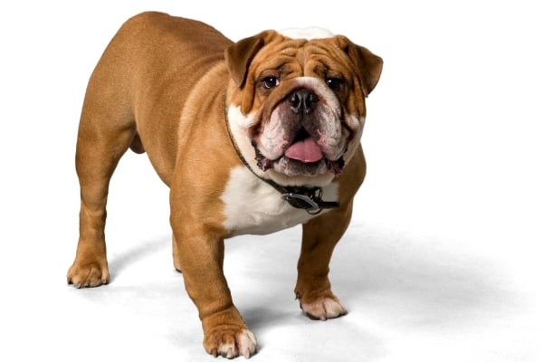 bulldog