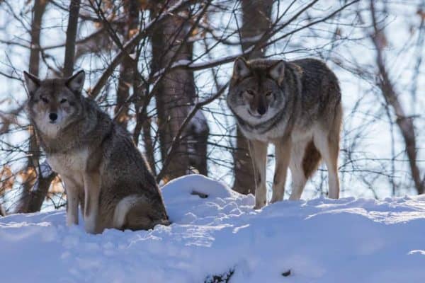 are coyotes related to german shepherds