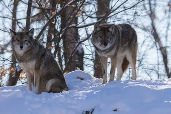 german-shepherd-vs-coyote