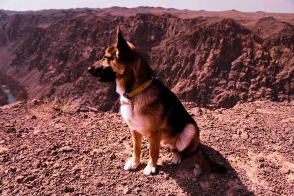 german-shepherd-sitting-on-mountain 