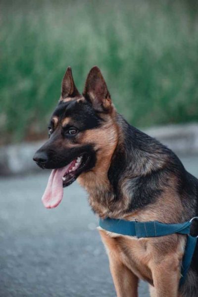 german-shepherd-sitting-with-tongue-hanging-out 