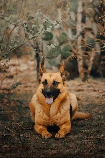 german-shepherd-vs-coyote