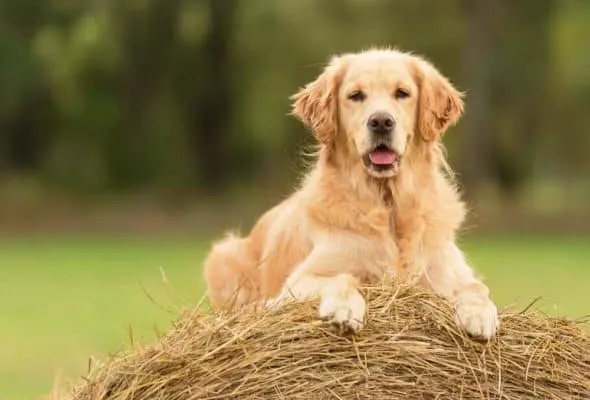 german-shepherd-vs-golden-retriever