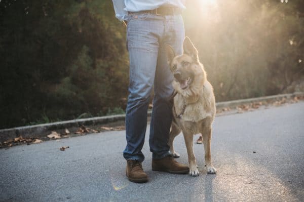 german-shepherd-vs-golden-retriever