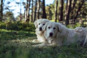 german-shepherd-vs-great-pyrenees