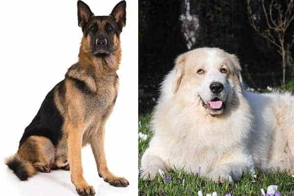 german-shepherd-vs-great-pyrenees