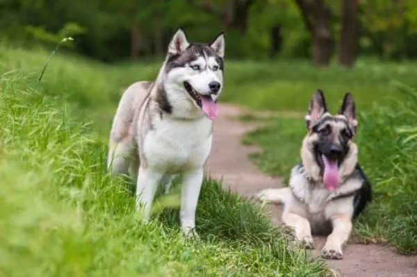 german-shepherd-vs-husky