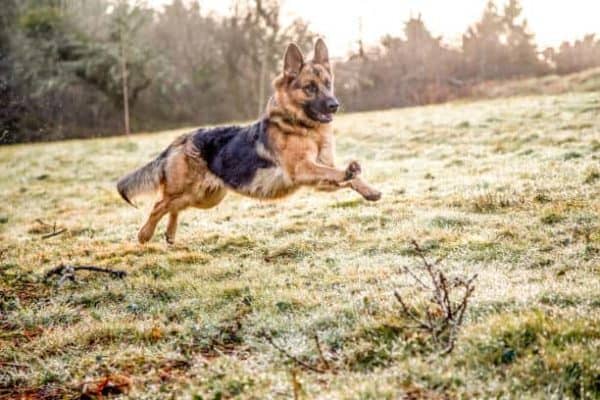 german-shepherd-running