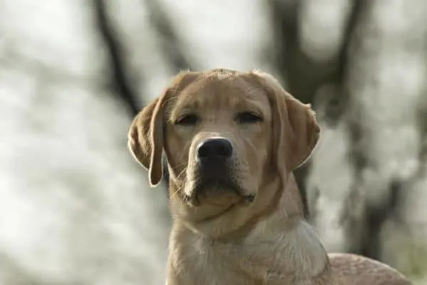 labrador-looking-at-you