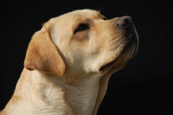 Labrador-dog-with-head-up