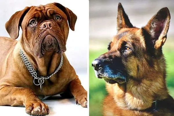 german-shepherd-vs-mastiff