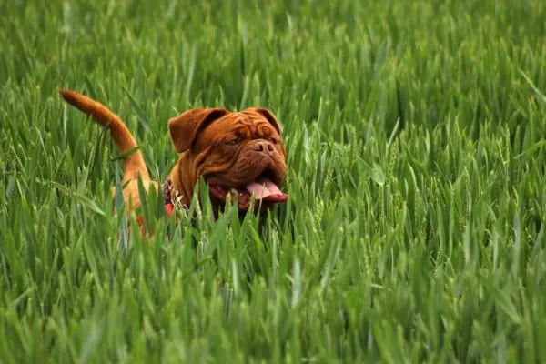 german-shepherd-vs-mastiff