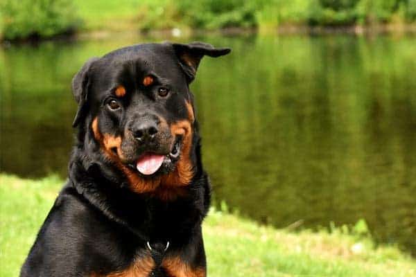 rottweiler-dog