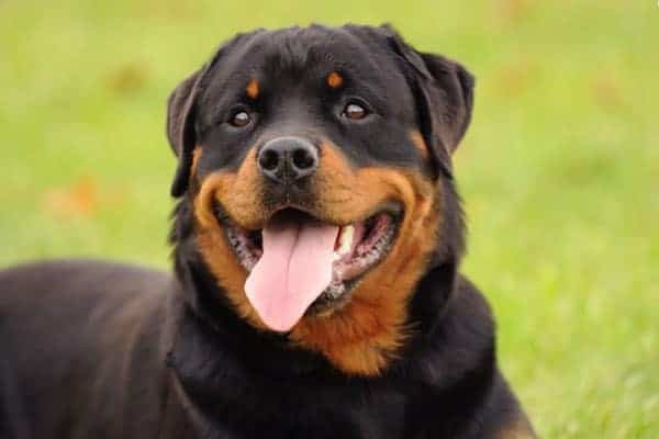 rottweiler-dog