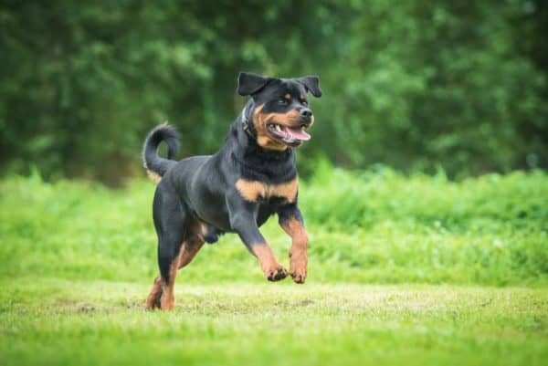 rottweiler-dog