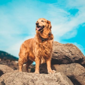 golden-retriever