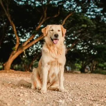 golden-retriever