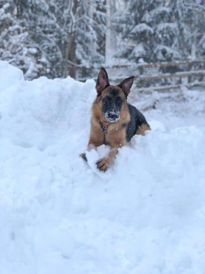 how-cold-is-too-cold-for-a-german-shepherd