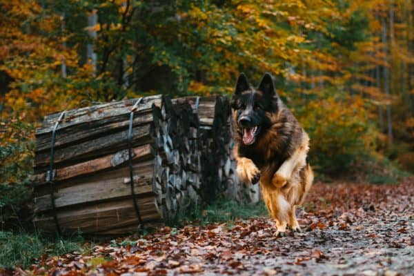 how-fast-can-a-german-shepherd-run