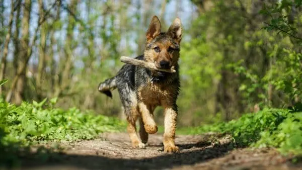 how-fast-can-a-german-shepherd-run