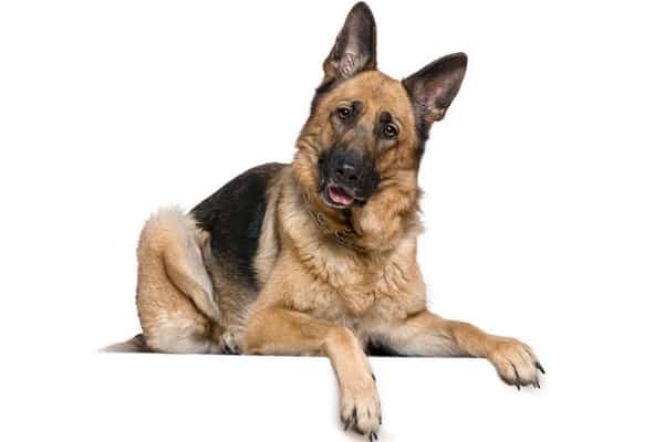 how-long-can-a-german-shepherd-go-without-eating