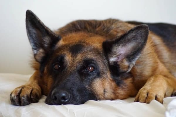 how-long-can-a-german-shepherd-go-without-eating