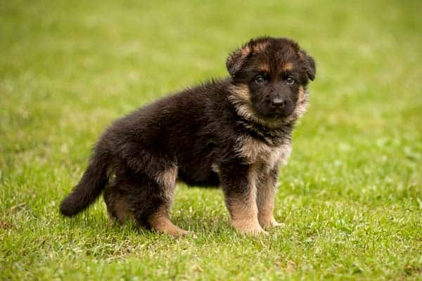 german-shepherd-puppy-standing-on-grass