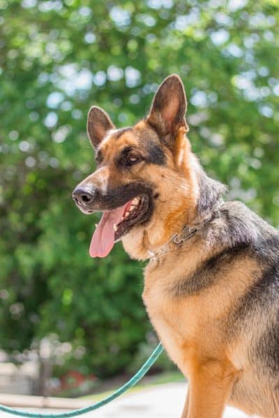 how-much-do-purebred-german-shepherds-cost