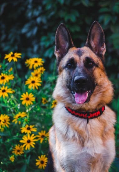 purebred-german-shepherd-sitting-with-flowers-in-background