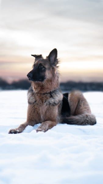 how-much-do-purebred-german-shepherds-cost