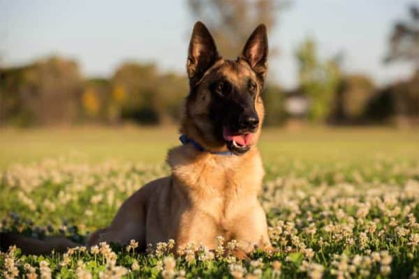 how-much-does-a-belgian-malinois-cost-and-cost-to-keep