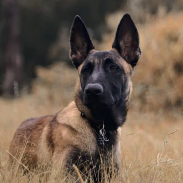 how much does a belgian malinois cost