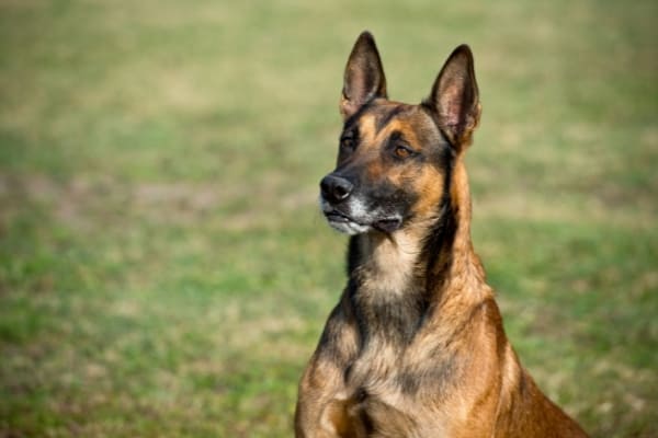 how-to-calm-down-a-belgian-malinois