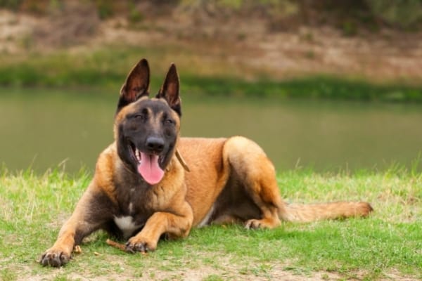 how-to-calm-down-a-belgian-malinois