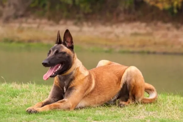 how-to-calm-down-a-belgian-malinois