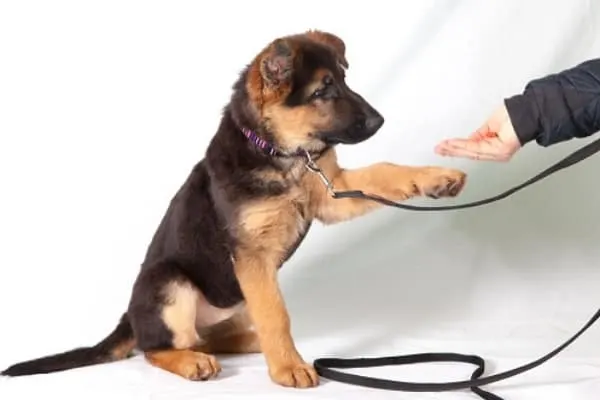 How to Discipline a German Shepherd Puppy: Effective Training Guide 5 german-shepherd-puppy-discipline
