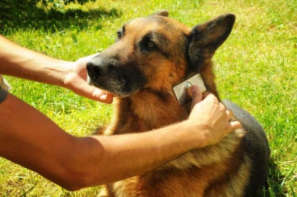 how-to-reduce-german-shepherd-shedding